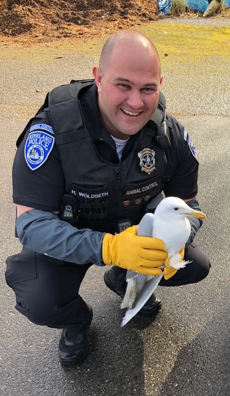 Hunter_seagull pic